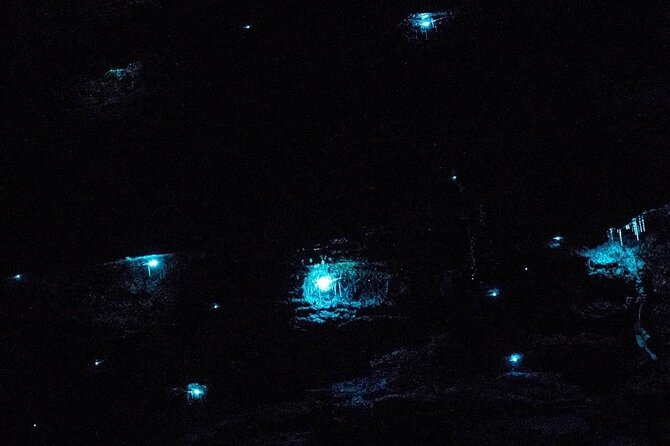 Blue Mountains Hiking Glow worms Cave Wildlife Spotlighting Night Adventure - Hotel pickup makes the long Blue Mountains drive easier