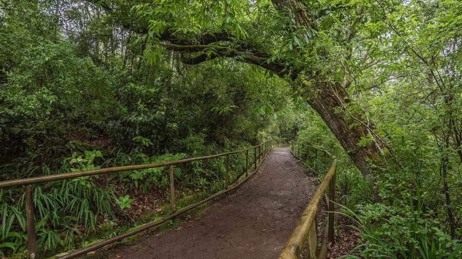 Caldeirão Verde: Levada Caldeirao Verde Hiking Transfer - Why this levada walk feels different