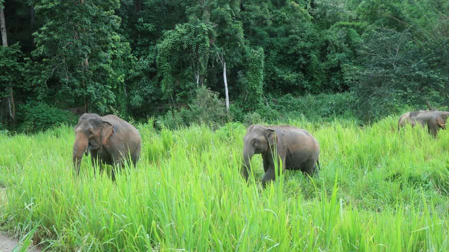 Chiang Mai: 2-Day Jungle Trek with Elephant Farm & Raft Ride - Why this two-day Chiang Mai trek is worth considering