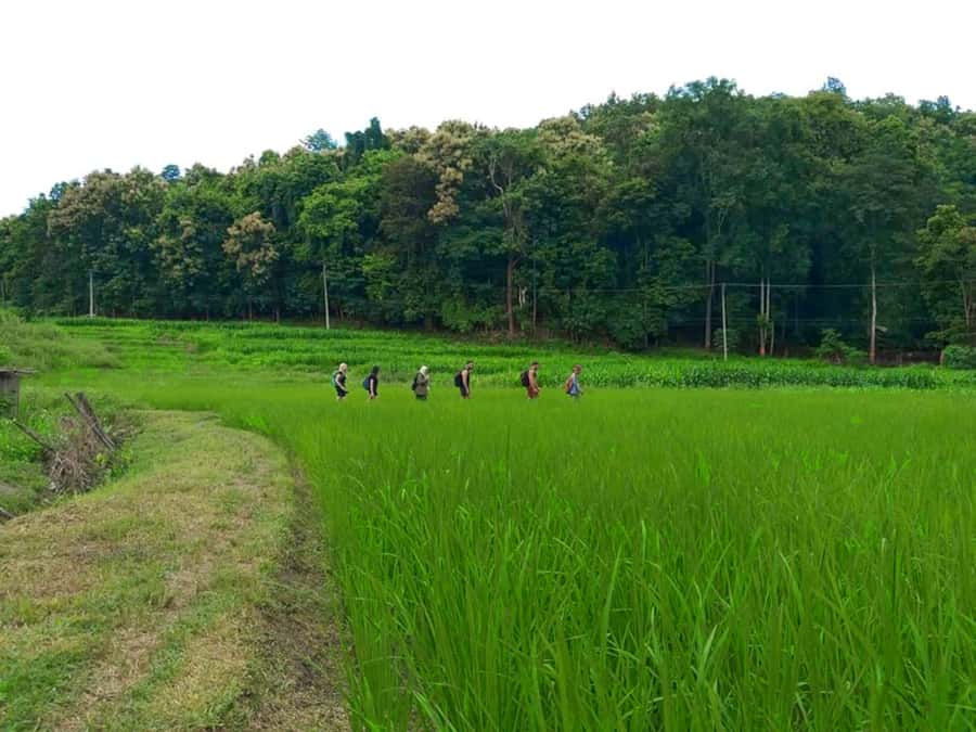 Chiang Mai: 2-Day Jungle Trek with Elephant Farm & Raft Ride - Who should book this Chiang Mai jungle adventure?