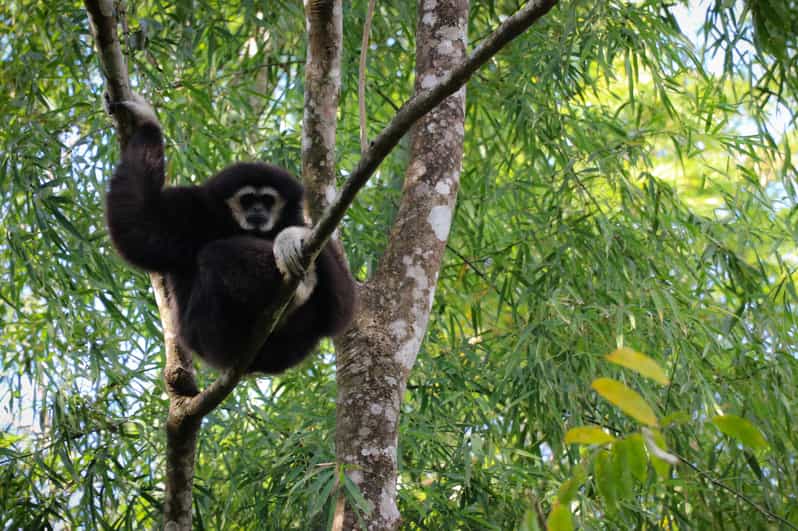 Chiang Mai: Gibbons, Trekking & Mae Kampong Small Group Tour - Why the gibbons are only part of the story