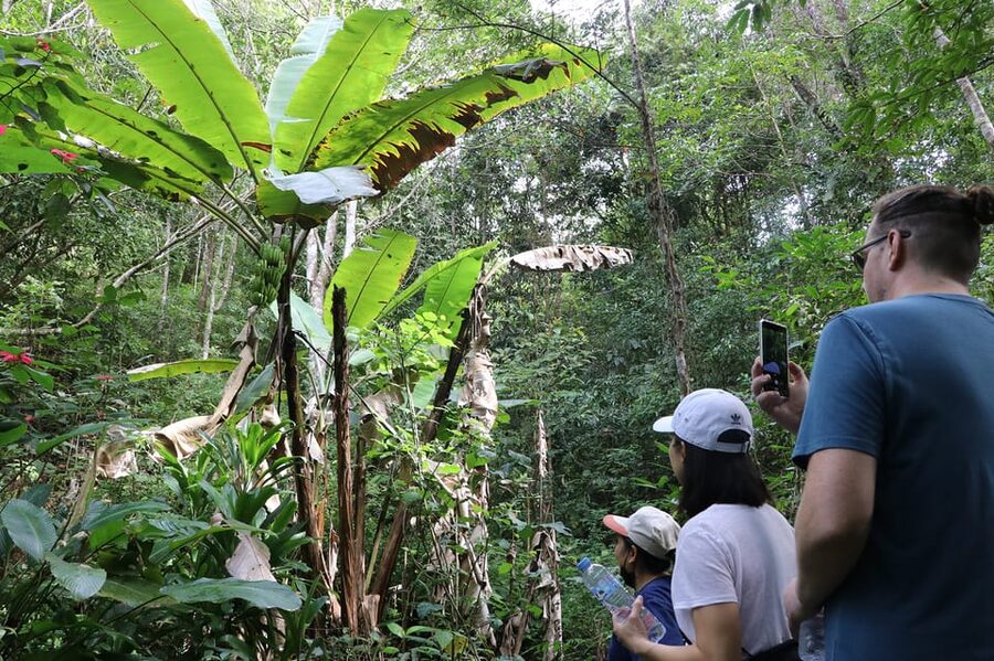 Chiang Mai: Gibbons, Trekking & Mae Kampong Small Group Tour - Walking through Mae Kampong’s mountain village