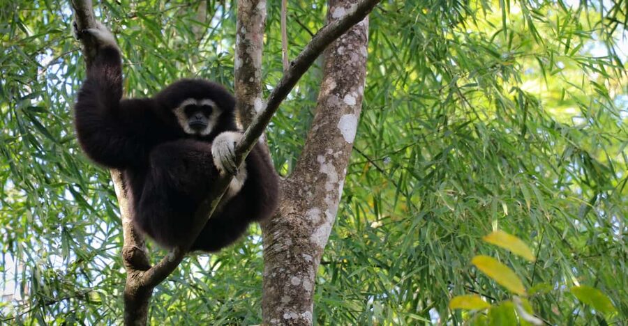 Chiang Mai: Gibbons, Trekking & Mae Kampong Small Group Tour - The waterfall and coffee stop
