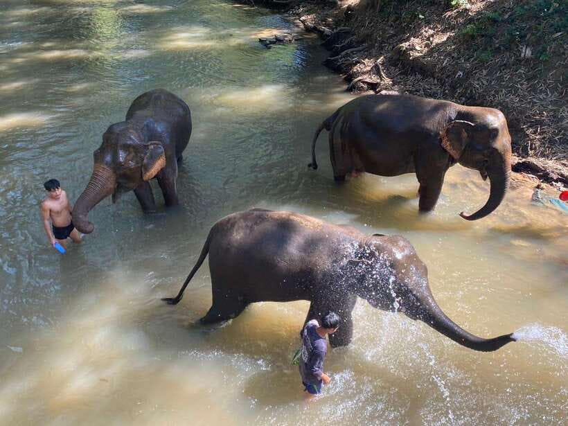 Chiang Mai Untouched Elephant: Nature Walk & Waterfall Trek - Why this elephant visit feels different