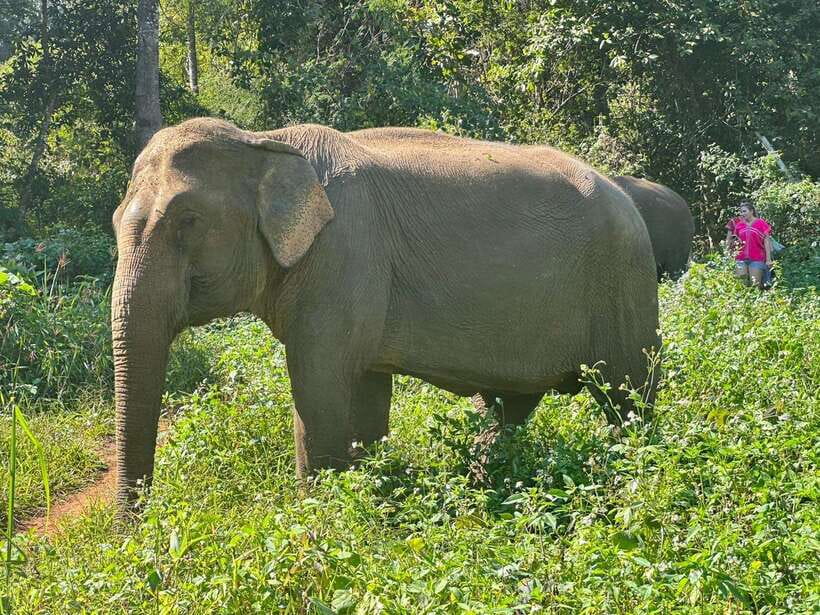 Chiang Mai Untouched Elephant: Nature Walk & Waterfall Trek - The river mud bath and elephant swim