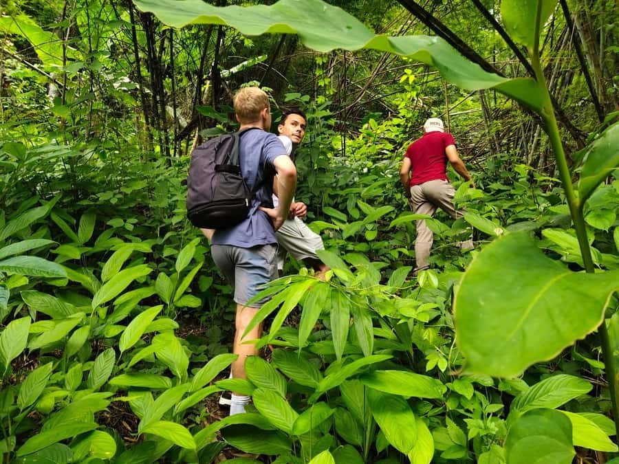 Chiang Rai: Jungle Adventure-Group Trekking & Bamboo Cooking - Bamboo forest skills that become lunch