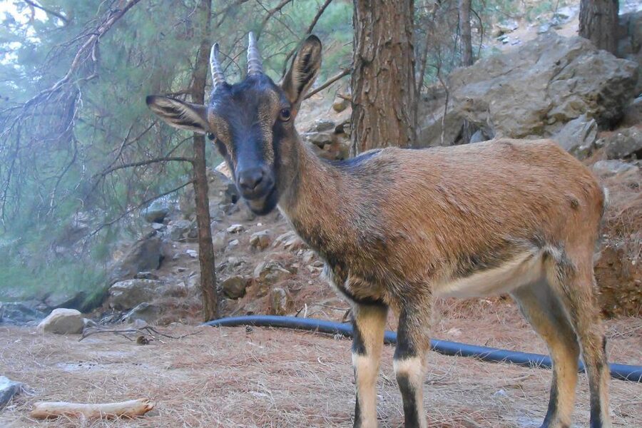 Crete: Samaria Gorge Hiking with transfer and expert Escort - What to pack for the day