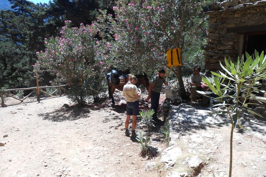 Crete: Samaria Gorge Hiking with transfer and expert Escort - From Omalos Plateau to the gorge entrance