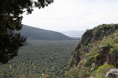 Delphi: Easy Hike on Ancient Path through the Olive Groves