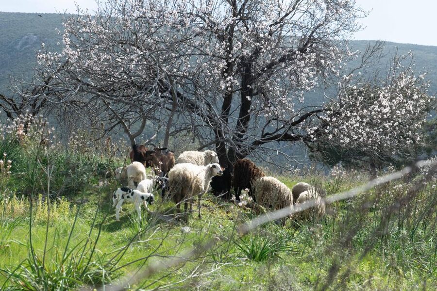 Delphi: Easy Hike on Ancient Path through the Olive Groves - Who will enjoy this route most