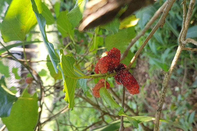 Doi inthanon National Park + 2Hour Fantastic Trekking with Lunch - Transport, group size, and the long day