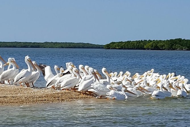 Everglades National Park Biologist Led Adventure: Cruise, Hike + Airboat - Miccosukee country and the Oasis stop