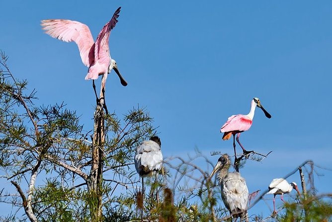 Everglades National Park Biologist Led Adventure: Cruise, Hike + Airboat - A look at Old Florida in Chokoloskee