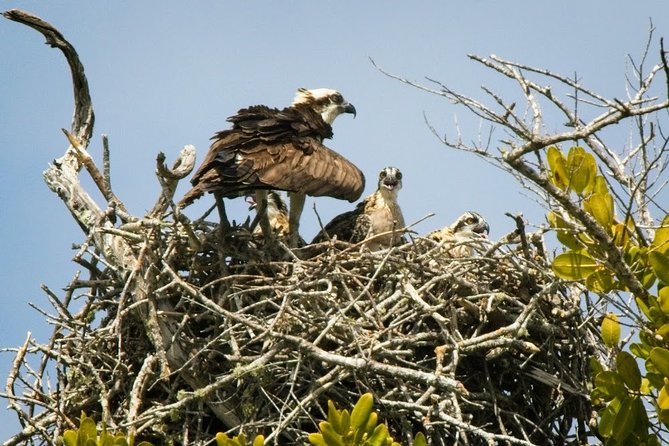 Everglades National Park Biologist Led Adventure: Cruise, Hike + Airboat - The Ten Thousand Islands by open boat