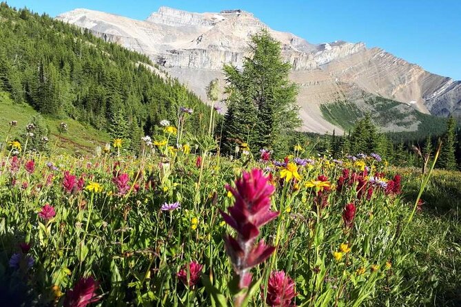 Exclusive Skoki Backcountry Guided Hiking in Lake Louise with Van Shuttle - Key points to know before you book