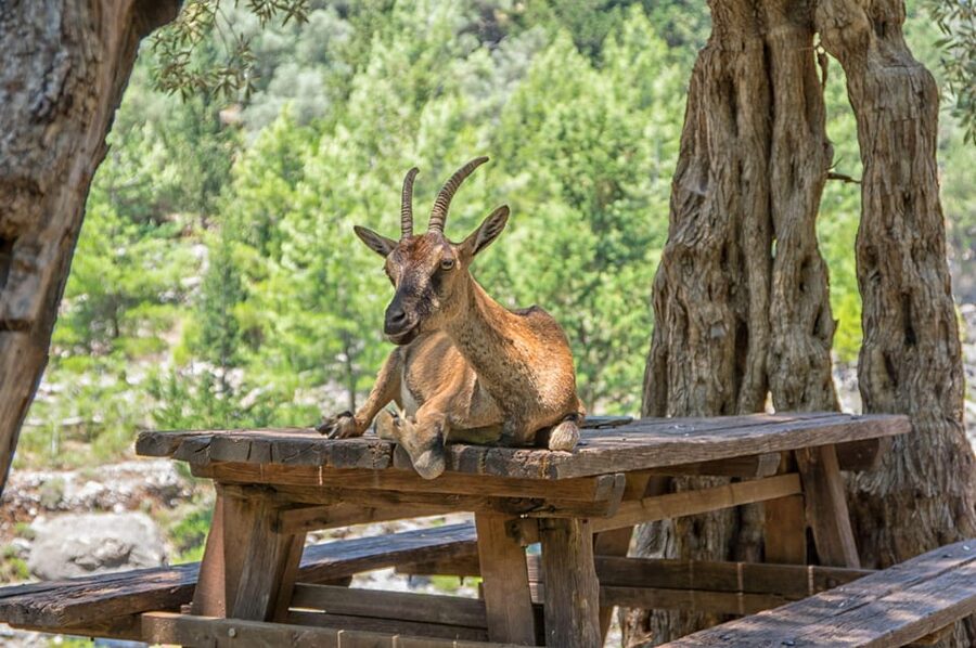 From Chania: Samaria Gorge with Professional Hiking Guide - Key points to know before you book