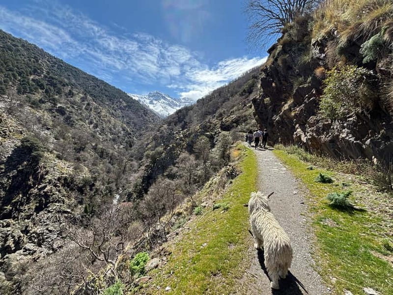 From Granada: High Sierra Nevada hiking experience - Key points to know before booking