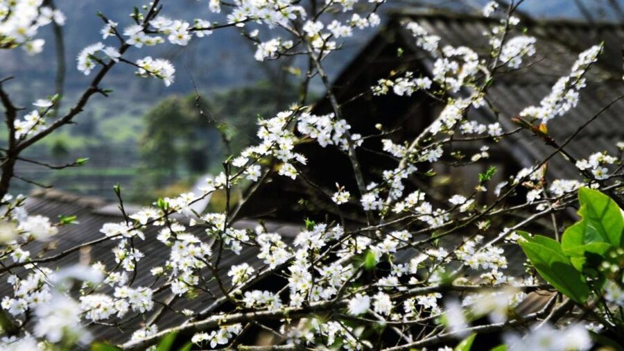 From Hanoi: Sapa 3-Day Medium Trek and Limousine Trip - Meals, money, and what is included