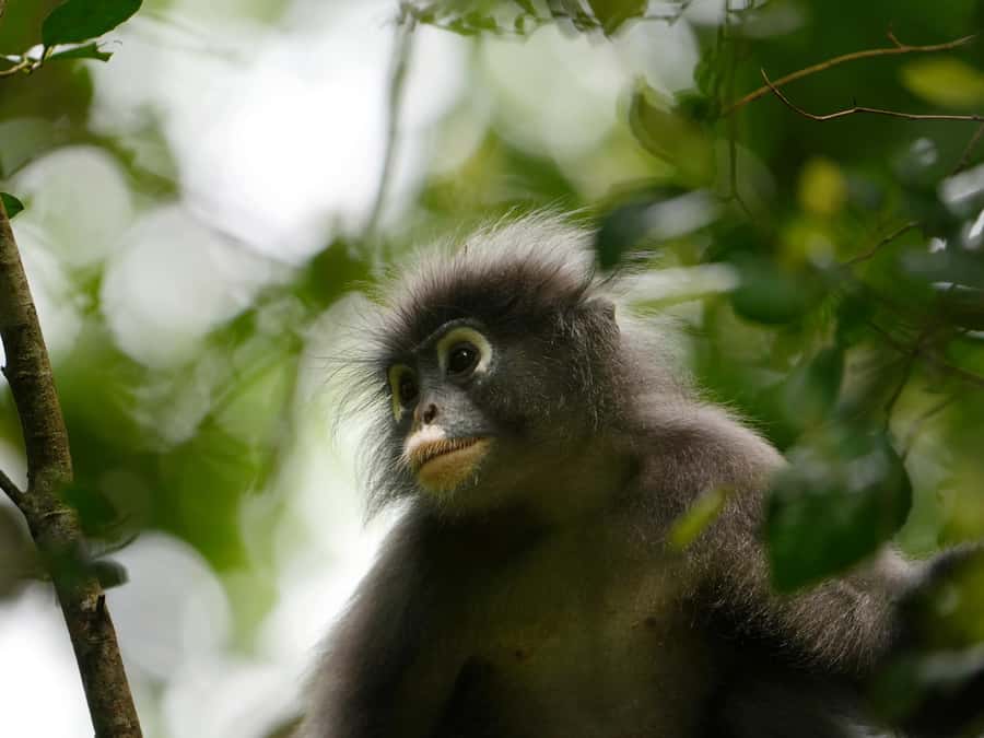 From Khao Lak: Khao Sok Jungle Hike & River Tour - The 5 to 6-kilometer rainforest hike