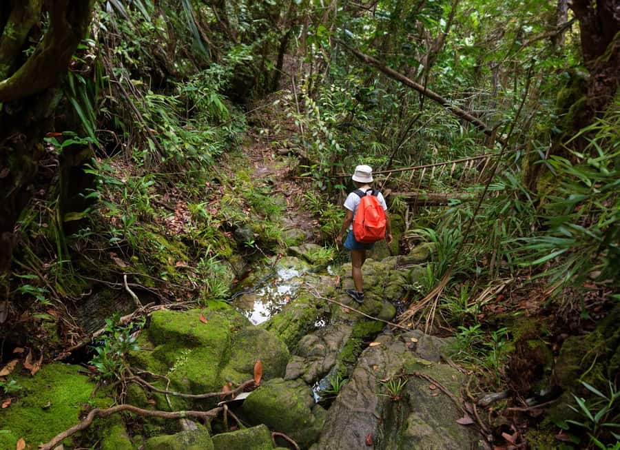 From Khao Lak: Khao Sok Jungle Hike & River Tour - Thai lunch after the forest