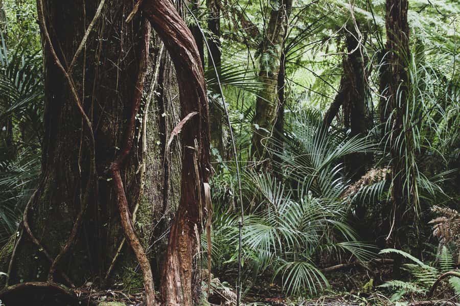 From Khao Lak: Khao Sok Jungle Hike & River Tour - The guides make the difference