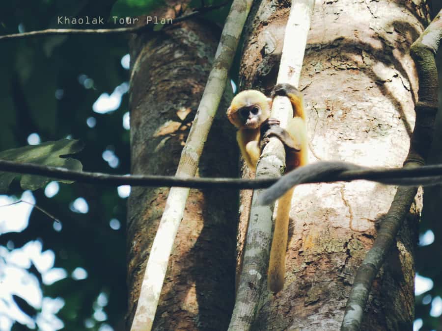 From Khao Lak: Khao Sok Jungle Hike & River Tour - Who will get the most from this $95 tour
