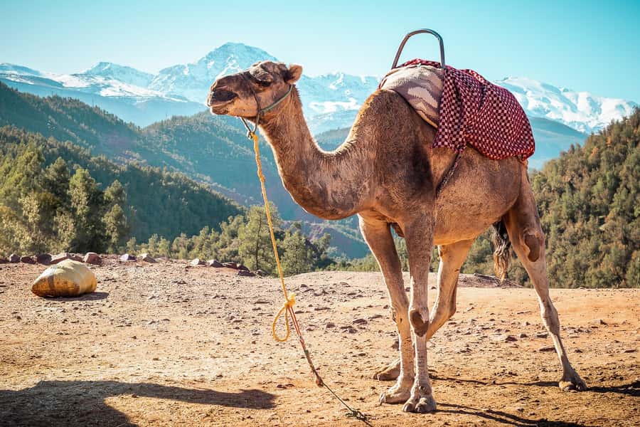 From Marrakech: Atlas Mountains Full-Day Hiking Trip w Lunch - The return to Marrakech
