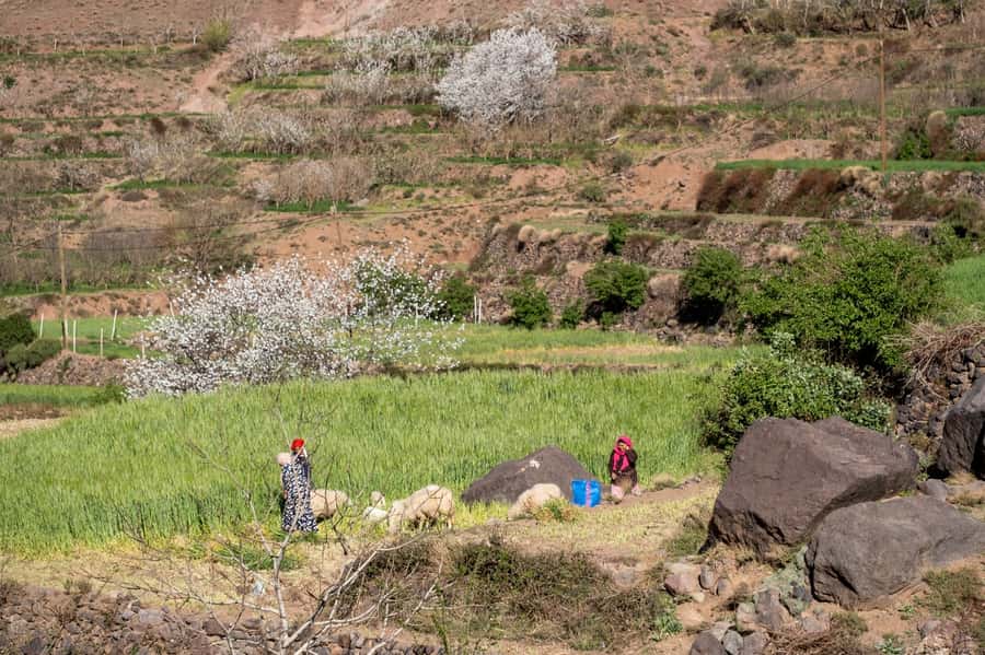 From Marrakesh: Atlas Mountains Talamrout Summit Day Hike - Mint tea, lunch, and the long way back