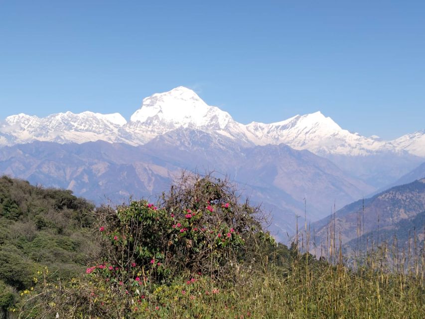 From Pokhara: 10-Day Poon Hill and Annapurna Base Camp Trek - Day 4: Tadapani, Gurjung, and Chhomrong