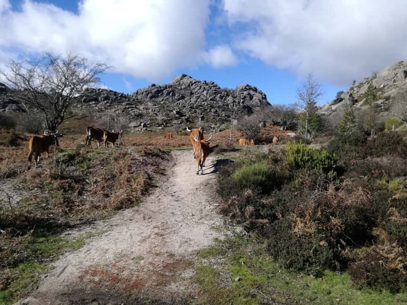 From Porto: Hike & Swim in Gerês National Park - Why Gerês makes a fine break from Porto