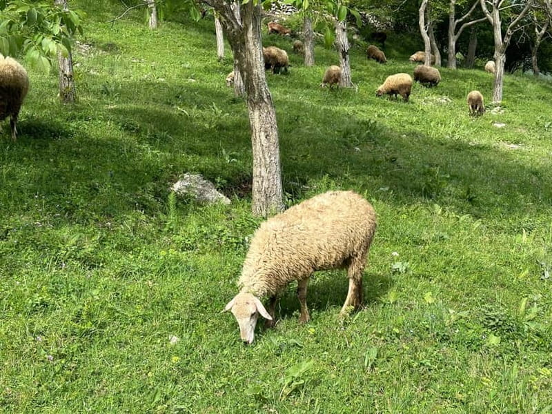 From Tirana: Bovilla Lake & Gamti Mountain Viewpoint Hike - Why Bovilla Lake makes a good break from Tirana
