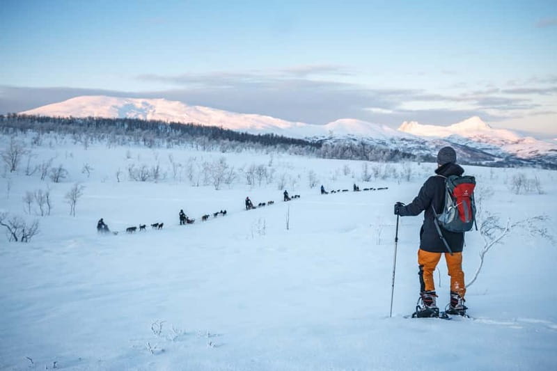 From Tromsø: Guided Husky Snowshoe Hike and Husky Camp Visit - Why this husky walk feels different from a standard dog visit