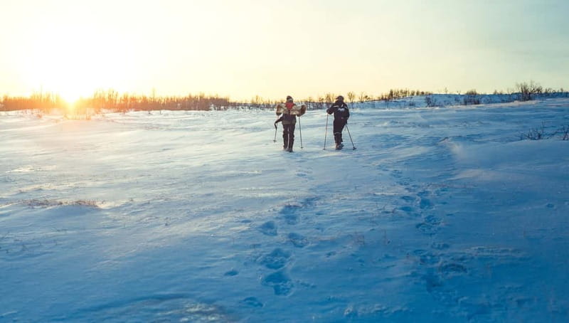 From Tromsø: Guided Husky Snowshoe Hike and Husky Camp Visit - What $187 buys you