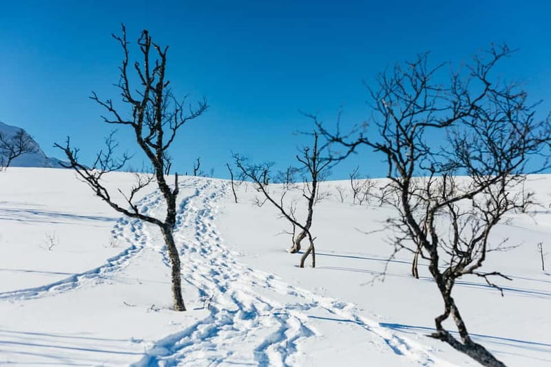From Tromsø: Snowshoeing Hike with Picnic Lunch and Photos - The picnic: simple food in a memorable place