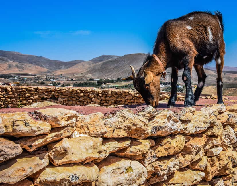 Fuerteventura: Guided Trekking Tour with Island Goats - Key points to know before you book