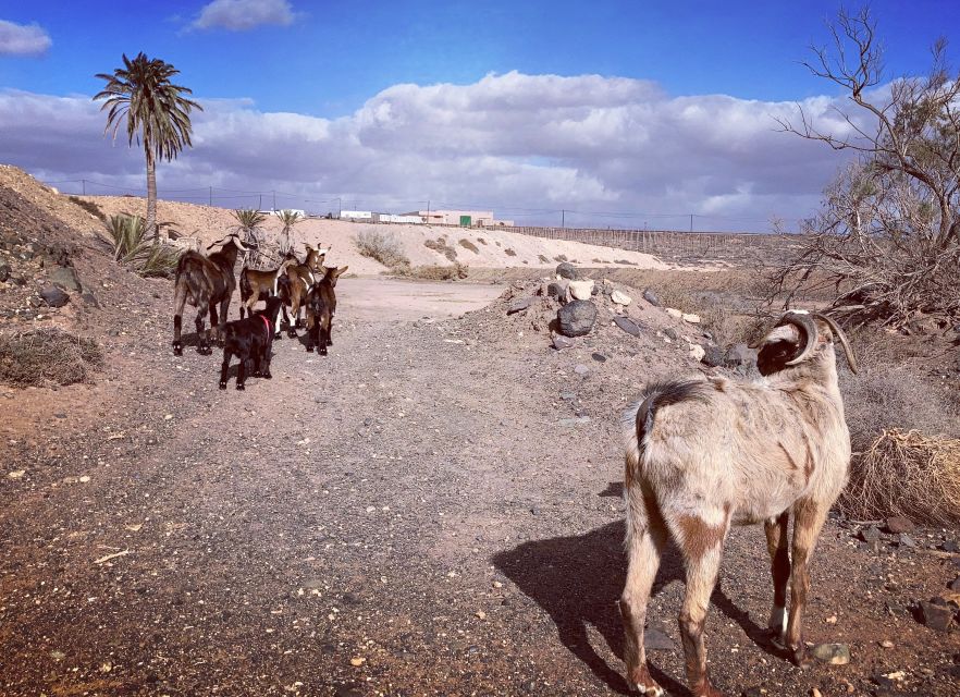 Fuerteventura: Guided Trekking Tour with Island Goats - Should you book the Fuerteventura goat trek?