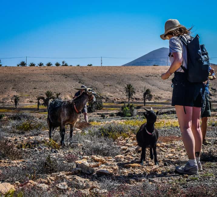 Fuerteventura: Guided Trekking Tour with Island Goats - What the views and farms add to the walk