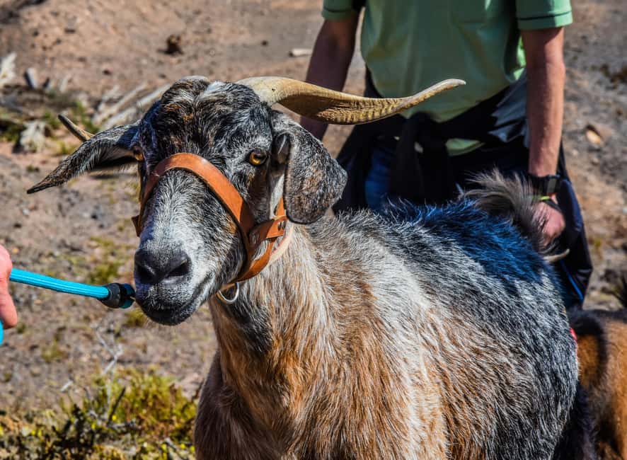 Fuerteventura: Guided Trekking Tour with Island Goats - Leading a goat on a leash