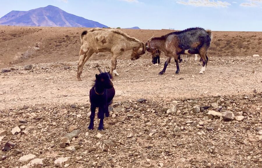 Fuerteventura: Guided Trekking Tour with Island Goats - Who should book this goat trek