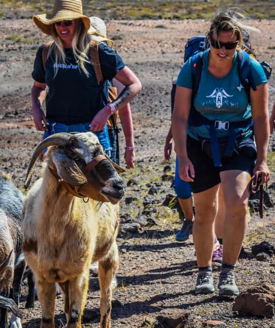 Fuerteventura: Guided Trekking Tour with Island Goats - Timing, transfers, and the five-hour schedule