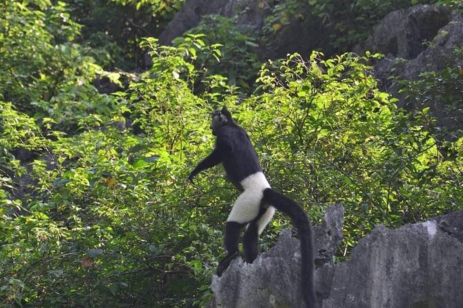 Full-Day Cuc Phuong National Park Hiking Tour - From Tam Coc to Cuc Phuong by country road