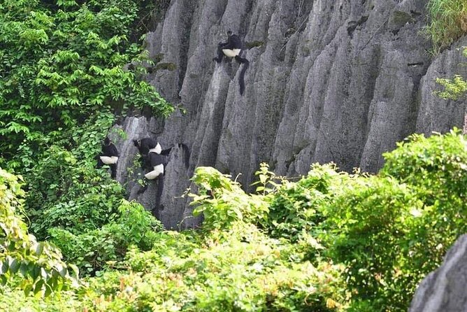 Full-Day Cuc Phuong National Park Hiking Tour - Walking to the Big Ancient Tree
