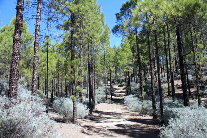 Full day Hiking Gran Canaria Peaks of Gran Canaria - From Maspalomas to the high country