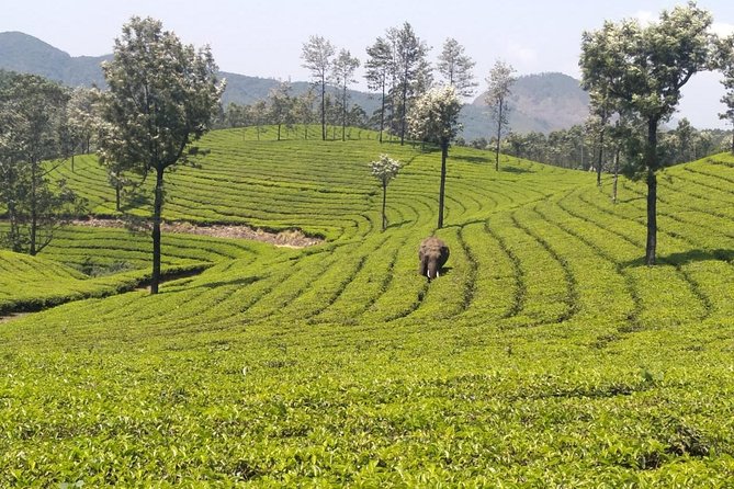Full day in hiking in Munnar (By Munnar Info) - What the guides add to the day