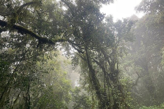 Full Day Private Hiking Tour to Kilimanjaro Mountain - Timing, cancellation, and useful planning