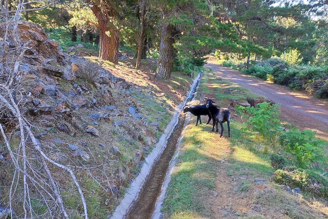 Gastro hike (Private Tour) - Poncha after the hike