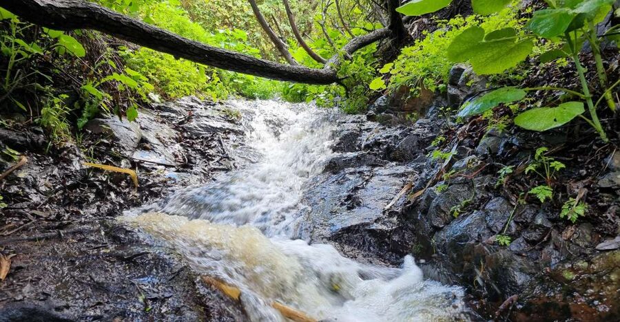Gran Canaria: "Magic Waterfalls" Hiking Tour - A closer look at the route’s plant life
