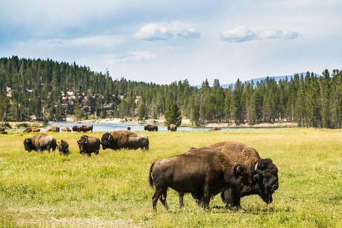 Grand Canyon of the Yellowstone Rim and Loop Hike with Lunch - Key points to know before you book
