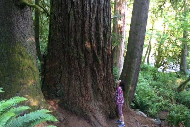 Guided forest hike to Seattle waterfalls incl. Snoqualmie Falls - A forest escape from Seattle without a car