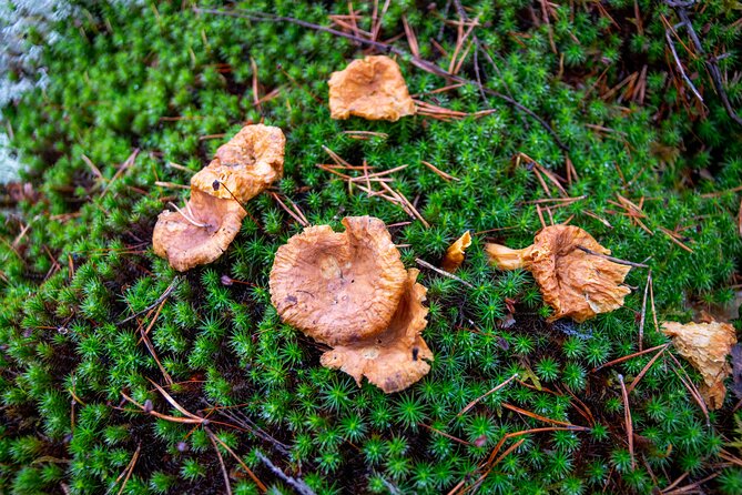 Helsinki: Nuuksio National park hiking with campfire lunch - Is $141 a fair price?